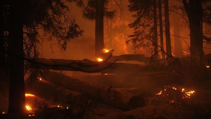 ABD'nin Colorado eyaletindeki orman yangını 513 milyon dolarlık hasara neden oldu