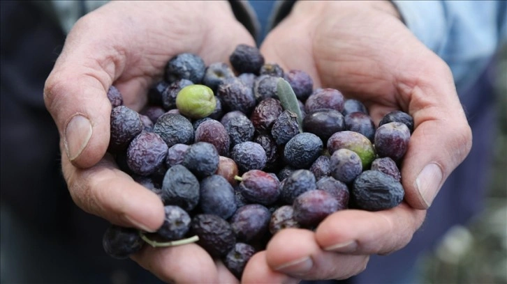 Artvin'de lezzet ödüllü "Butko zeytini"nin hasadı yapılıyor