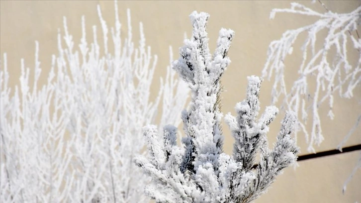 Kars'ta ağaç ve bitkiler kırağıyla beyaza büründü