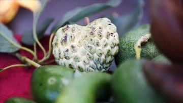 Alanya'da tropikal meyve atemoyanın üretimi de yaygınlaşacak