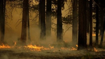Almanya’da orman yangını nedeniyle 2 yerleşim birimi tahliye edilecek