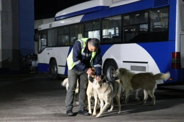 Ankara'da köpekle eğlenceli dakikalar geçiren EGO şoförü konuştu