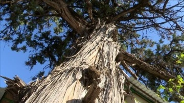 Antalya Büyükşehir Belediyesi 500 yıllık anıt ardıç ağacını tescilletti