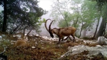 Antalya'daki yaban keçilerinin boynuz mücadelesi fotokapanlara yansıdı