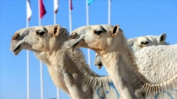 Arap develeri, geleneğin yaşatıldığı Katar Deve Festivali'nin 'en güzeli' olmak için