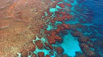 Avustralya, Büyük Set Resifi için UNESCO'nun önerdiği "tehlikede" statüsüne karşı çık