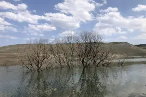 Baraj suyu çekildi, ağaçlar ortaya çıktı