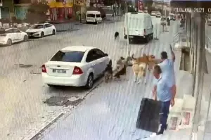 Başıboş sokak köpekleri esnaf ve vatandaşlara korku saçıyor