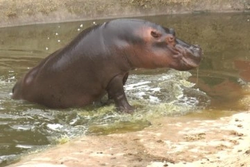 Belçika'da hayvanat bahçesindeki su aygırları Covid-19'a yakalandı