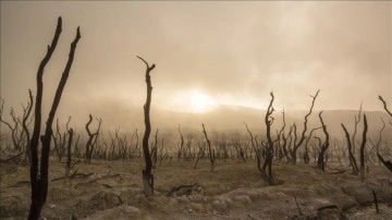 BM iklim zirvesinde 100'den aşkın önder 2030'a denli orman kaybını durdurmayı üstlenme etti