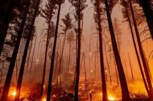 California'da günlerdir süren orman yangını Tahoe Gölü'ne yaklaştı