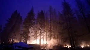 California'daki yangında yok olan ormanlık alan 210 bin hektara yaklaştı