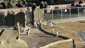 Edinburgh Hayvanat Bahçesi 108 senedir penguenlere ev sahipliği yapıyor