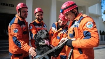 Enkazdan çıkarılan köpek kendisini sahiplenen ekiple hayat kurtaracak