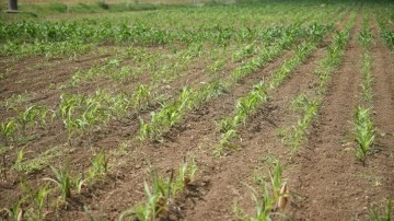 Geliştirilmiş "yerli mısır tohumları"nın ıslah süresinde 10 yıl tasarruf sağlandı