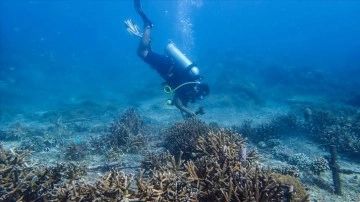 Hint Okyanusu'nda araştırmalar yürüten bilim insanları, yeni deniz canlıları keşfetti
