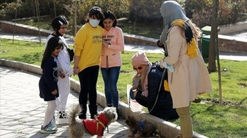 İran'da hayvanseverler evde kedi ve köpek bakımını yasaklayan yasa tasarısına tepkili
