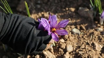 İran'da kuraklık dolayısıyla 'kızıl altın' safranın çiçekleri açmadı