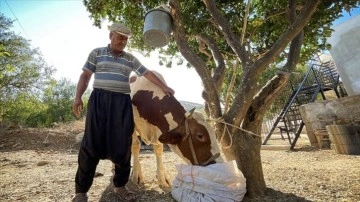 Mersin'deki orman yangınında gebe inek "Sarıkız"ı komandolar kurtardı