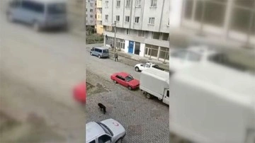 Rize'de sokak köpeklerinin saldırısına uğrayan çocuk kepenge tırmanarak kurtuldu
