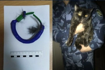 Rusya’da hapishane içinde uyuşturucu taşıyan kedi yakalandı