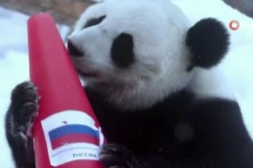 Rusya'da pandalar 2022 Pekin Kış Olimpiyat Oyunları’nın sonucunu tahmin etti
