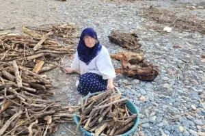 Selin etkili olduğu Kastamonu’da sahile vuran odunları vatandaşlar topluyor