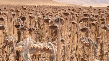 Sivas'ta yağlık ayçiçeğinde hasat mesaisi başladı