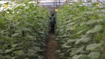 TİKA ve İHH’nın 2012'de attığı tohumlar Somali tarımına can suyu oldu