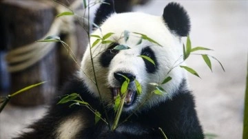 Tokyo'da dünyaya mevrut koşa pandaların adları mahsus oldu