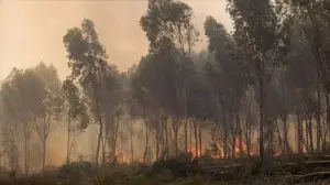 Tunus'taki orman yangınlarında 450 hektarlık alan kül oldu