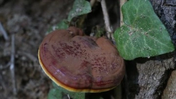 Yalova ormanlarında yetişen tıbbi mantar türlerini araştırıyorlar