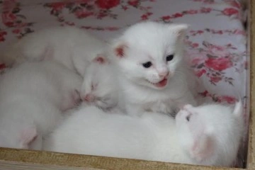 Yılın en güzel Van kedisinin sevimli yavruları