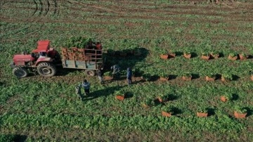 Ziraat mühendislerinden Rusya'ya sebze ihracatı için daha fazla üretim çağrısı